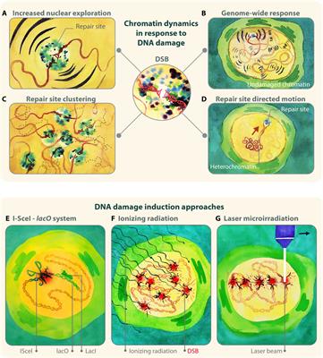 Complex Chromatin Motions for DNA Repair